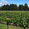 Image 7: Melbourne: Private Mornington Peninsula & Winery Tours.