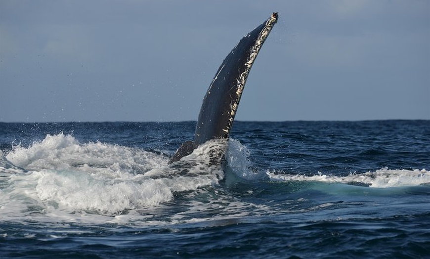 Image 6: Jervis Bay Whale Watching Tour