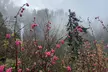 Multnomah Falls and Columbia River Gorge Half-Day Hiking Tour - Second Medium