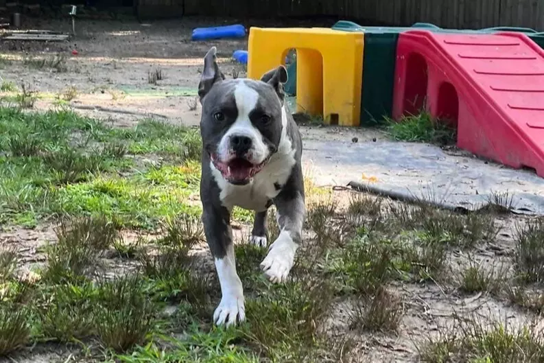 Southern Oasis Bed Bark Pet Resort From $20 Groupon