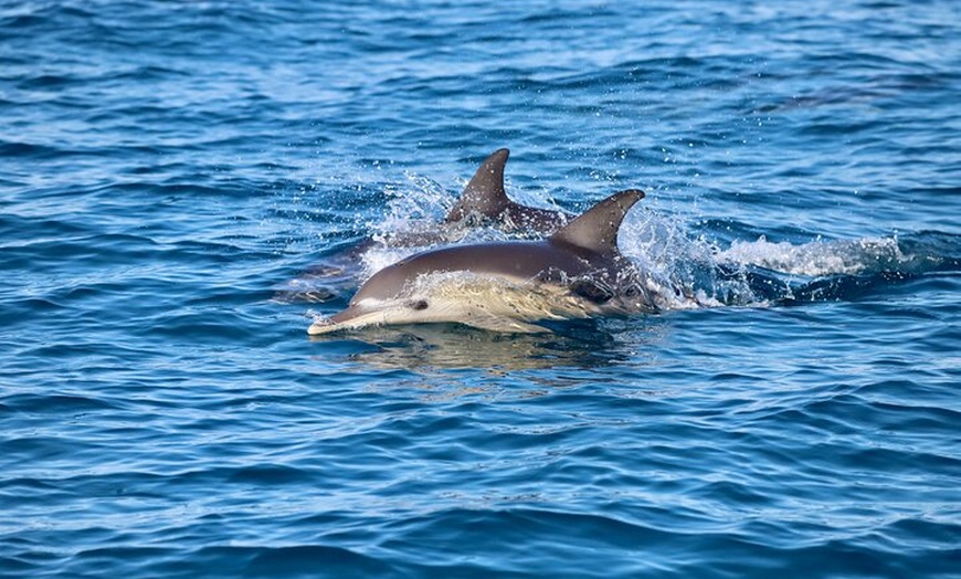 Image 17: Humpback Whale Encounter Tour from Newcastle