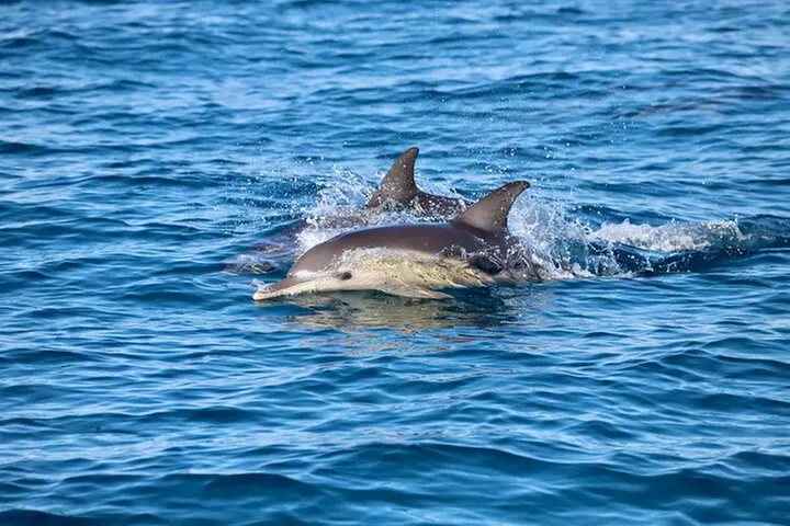 Humpback Whale Encounter Tour from Newcastle
