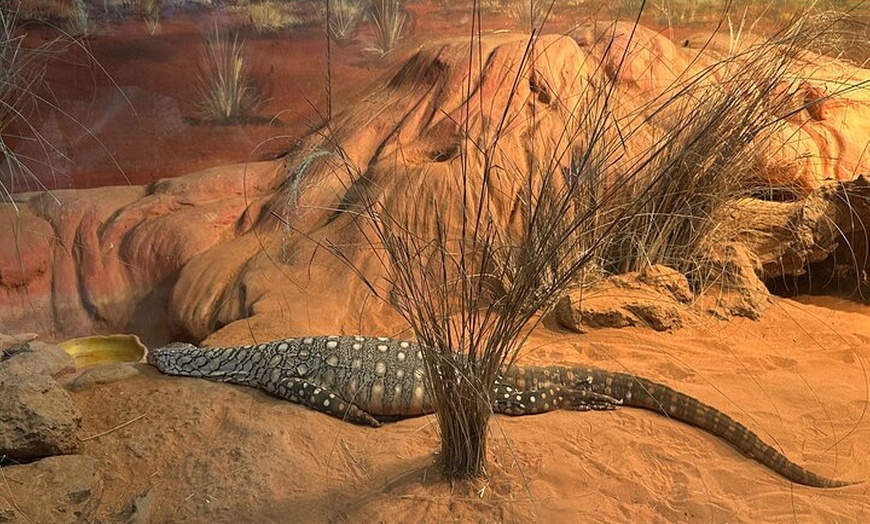 Image 22: PVT Guided Tour: Sydney Opera House and Featherdale Wildlife Park