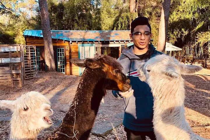 Wine Tasting with Llamas, Alpacas and Guanacos - Primary Image