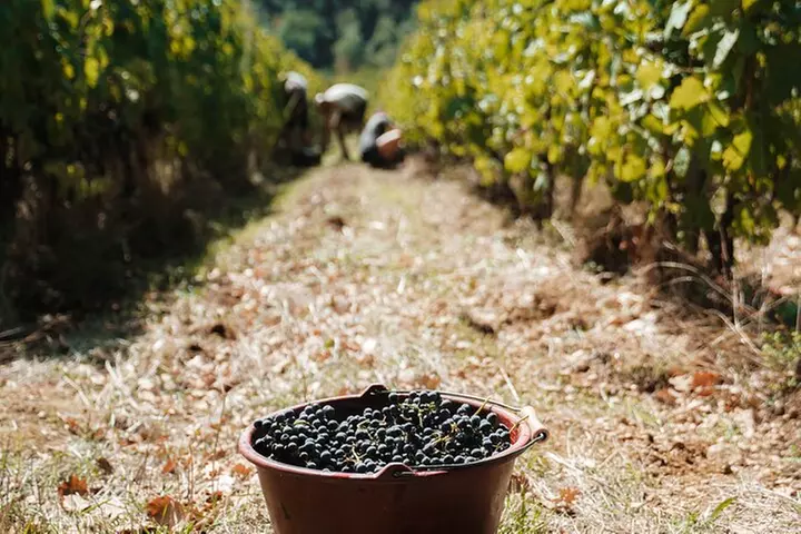 Excursion privée d'une journée sur les vins des Côtes du Rhône en Vintage Range Rover - Second Medium