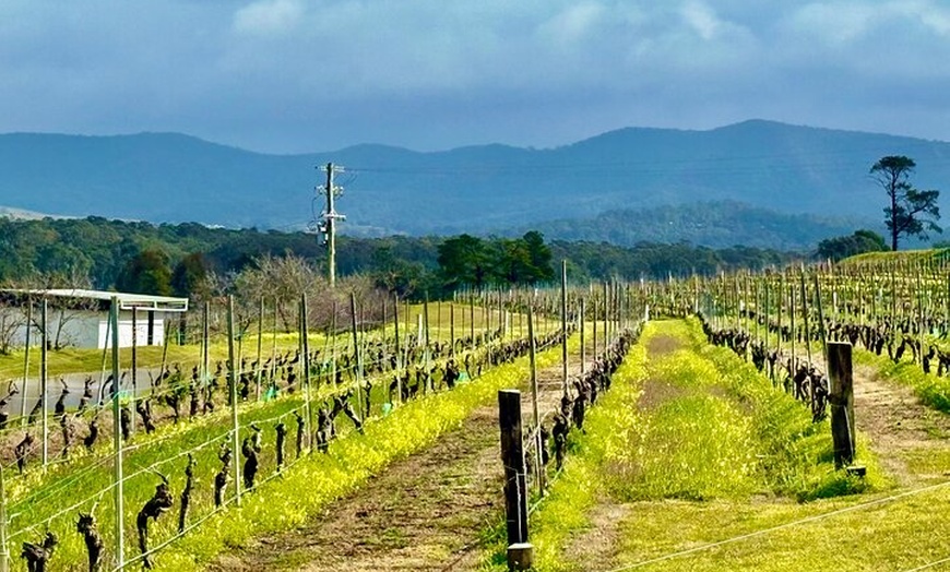 Image 4: Hunter Valley Escape A Day of Wine Art and Aussie Countryside