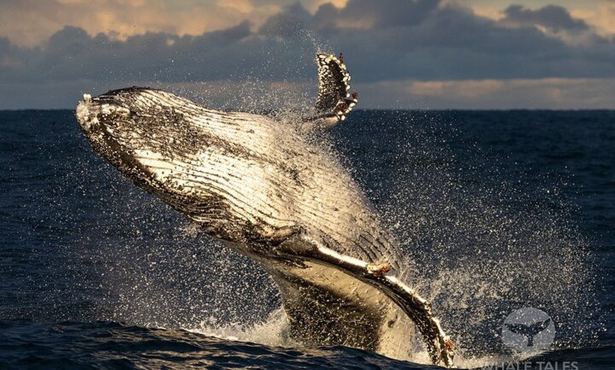 Image 10: Private Luxury Intimate Whale Watching