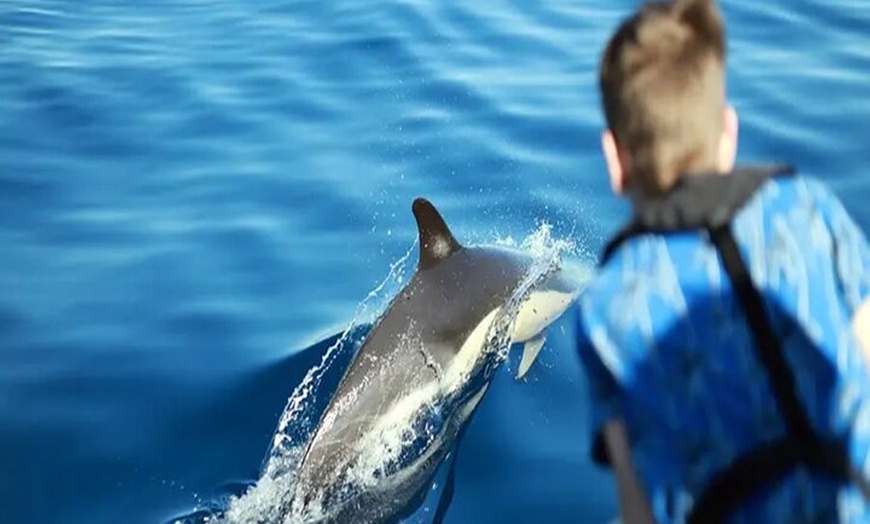 Image 2: Safari marino Delfines en su hábitat natural