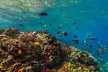 Experience Shared Snorkel and Sunset Sail in Maui - Second Medium