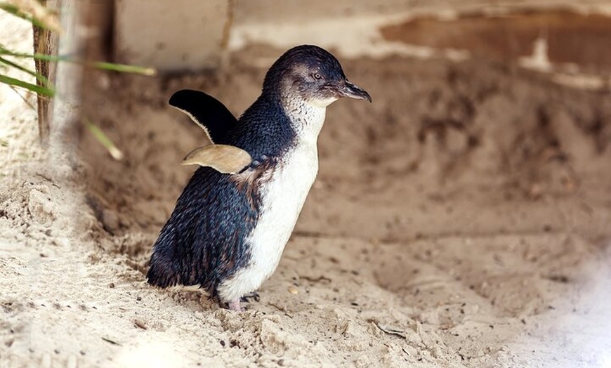 Image 8: Melbourne Puffing Billy Train and Penguin Parade Day Tour Escape