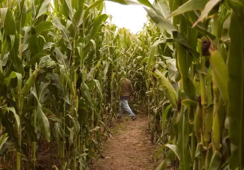 $20 for $40 worth of 4 Admissions to the Regular Corn Maze 2025 Season