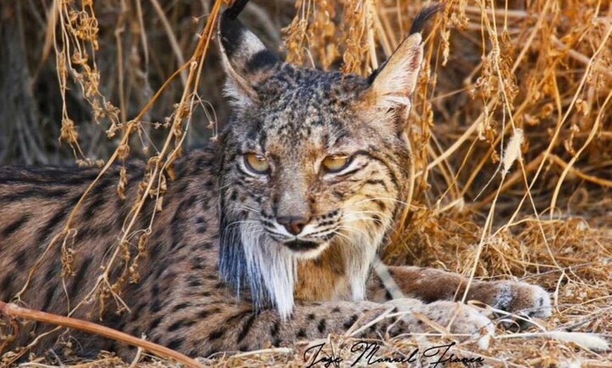 Image 6: Experiencia Guiada en Doñana en 5 Sentidos