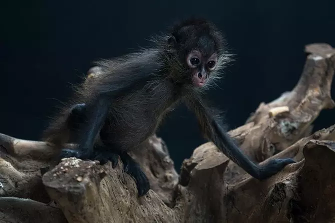 Monkey Sanctuary Tour - Primary Image