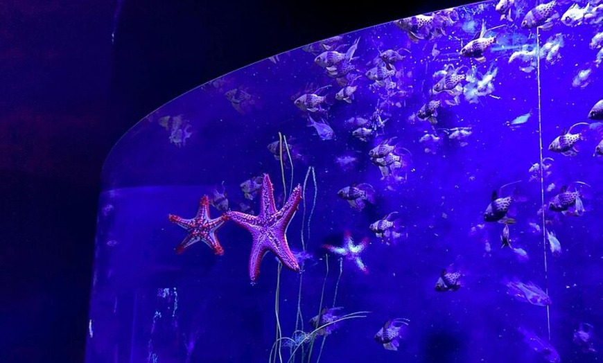 Image 8: Acuario Poema del Mar y Bus TUI Paquete