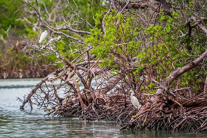 Rookery Bay Kayak Adventure – Mangroves, Wildlife & Photos
