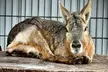 $30 For A Family 4 Pack For Zoo Admission (Reg. $60) - Second Medium