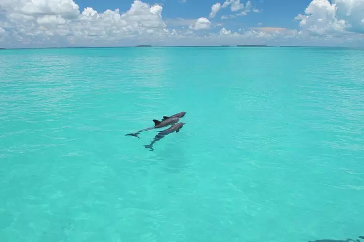 Key West Dolphin Watch and Snorkel Tour - Eco Adventure