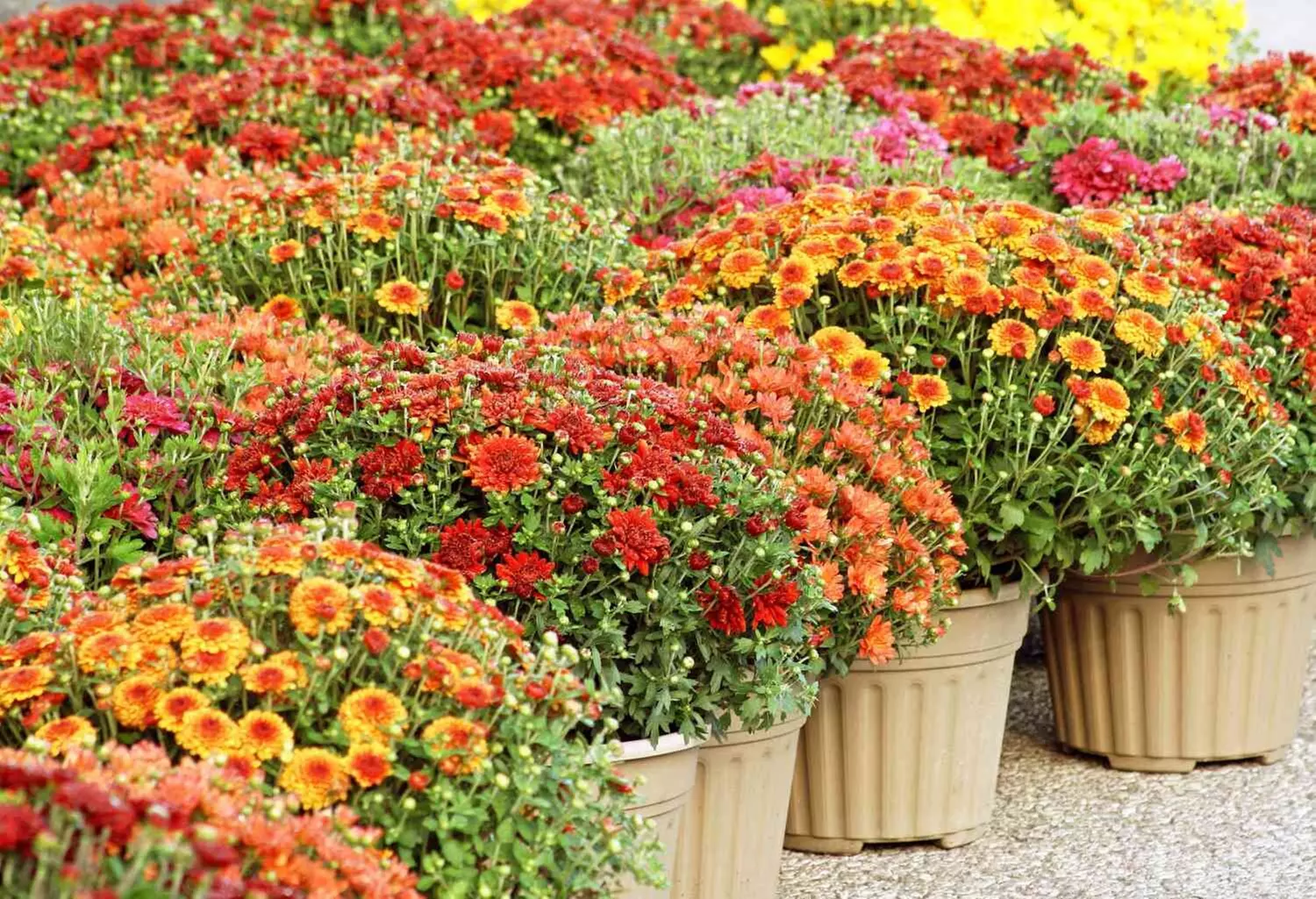 $20 For $40 Towards Plants, Shrubs, Trees Or Furniture