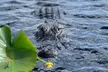 60 Minutes Small Group Everglades Airboat Ride in Miami - Second Medium