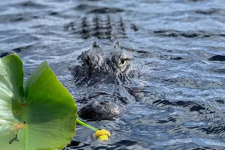 60 Minutes Small Group Everglades Airboat Ride in Miami