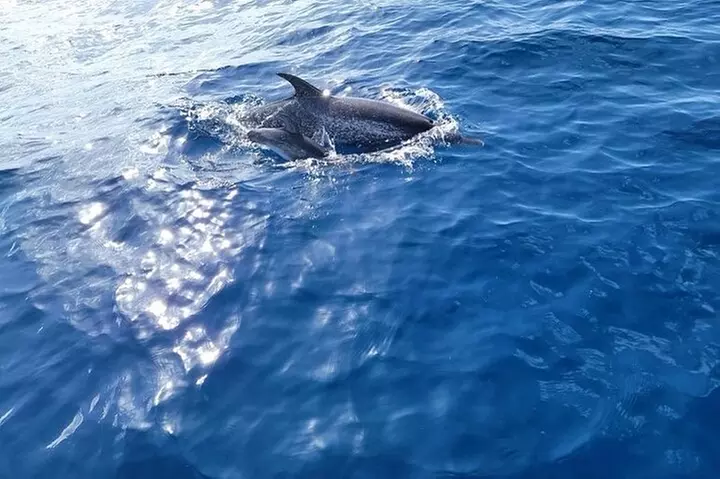 Private Dolphin Watch and Sunset Boat Tour Port Aransas Texas