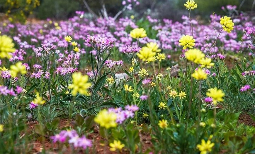 Image 3: 6 Hours Pinnacles Express Tour