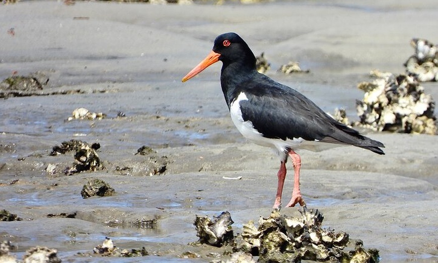Image 2: Sydney Guided Wildlife Walk Explore Birds and Nature