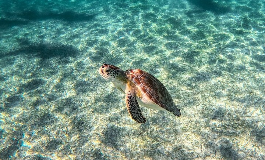 Image 5: Tulum Ruins, Sea Turtles & Cenote Swim Adventure Tour