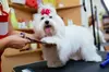 $20 Towards Basic Small Dog Grooming (Reg. $40)