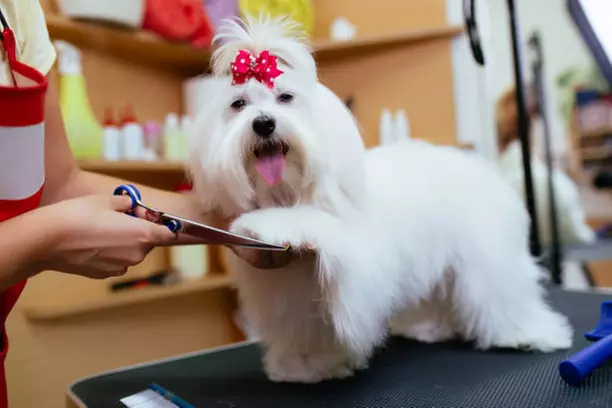 $20 Towards Basic Small Dog Grooming (Reg. $40)