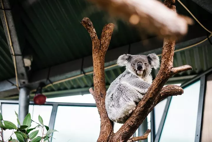 Sydney Taronga Zoo Wild Australia Experience