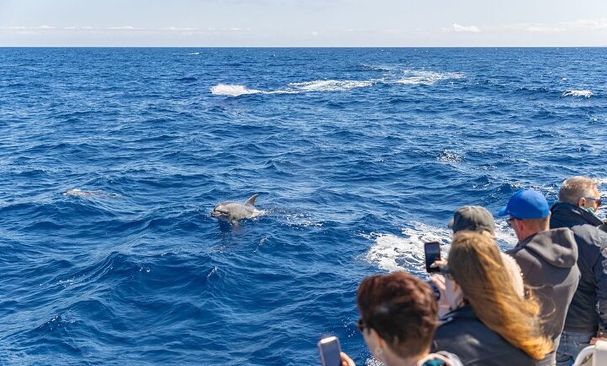 Image 3: Dolphin Adventure : Avistamiento de Delfines en Barco Rápido en Mal...