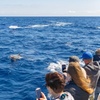 Image 3: Dolphin Adventure : Avistamiento de Delfines en Barco Rápido en Mal...
