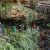 Image 1: Small Group Blue Mountains Wildlife and Bushwalk Tour From Sydney