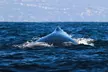 Open Boat Whale Watching - Second Medium