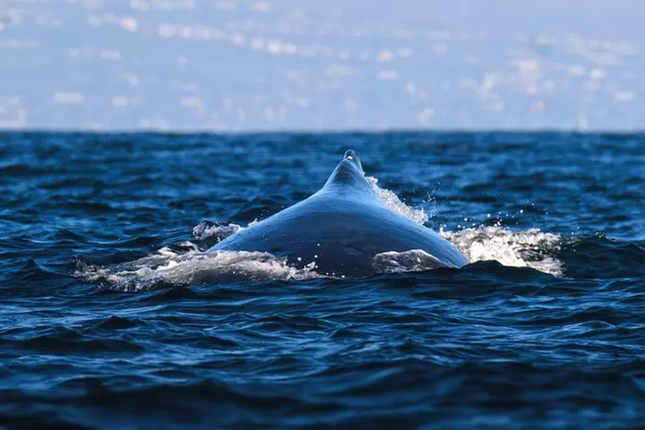 Open Boat Whale Watching