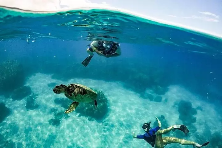 Lanai Deluxe Dolphin Adventure & 3 Snorkel Sites