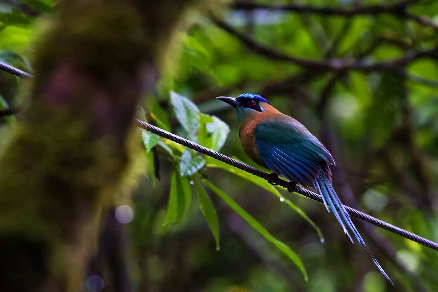 ✈ COSTA RICA | San José - Costa Rica auf eigene Faust, 7 Nächte - R...