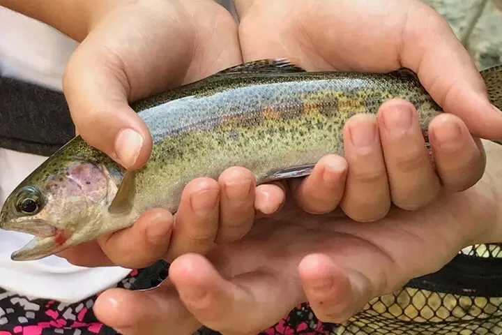 Family Fun Private Half Day Fly Fishing Adventure - Second Medium