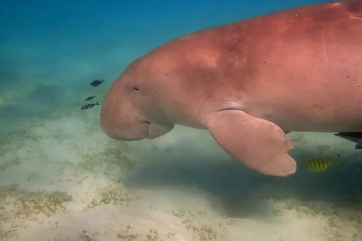Miami Snorkeling Adventure off a Secluded Island