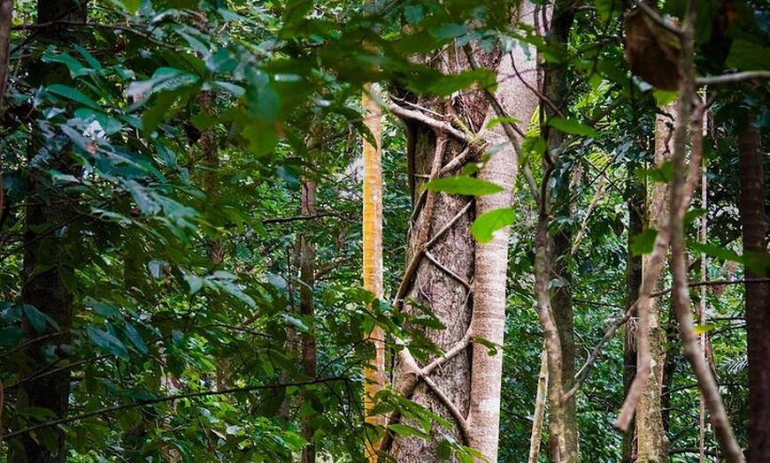 Image 8: Private Luxury Daintree Dream Tour All Inclusive