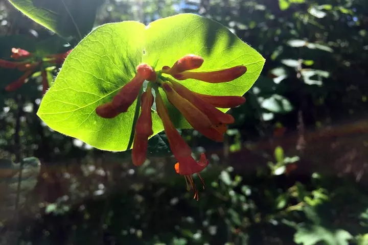 The Hood-Columbia Loop: Timberline, Orchards, and Waterfalls