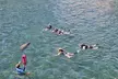 San Juan Snorkel with Manatees and Turtles with Free Rum - Second Medium