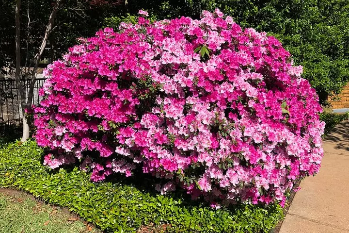 Dallas Highlights Tour