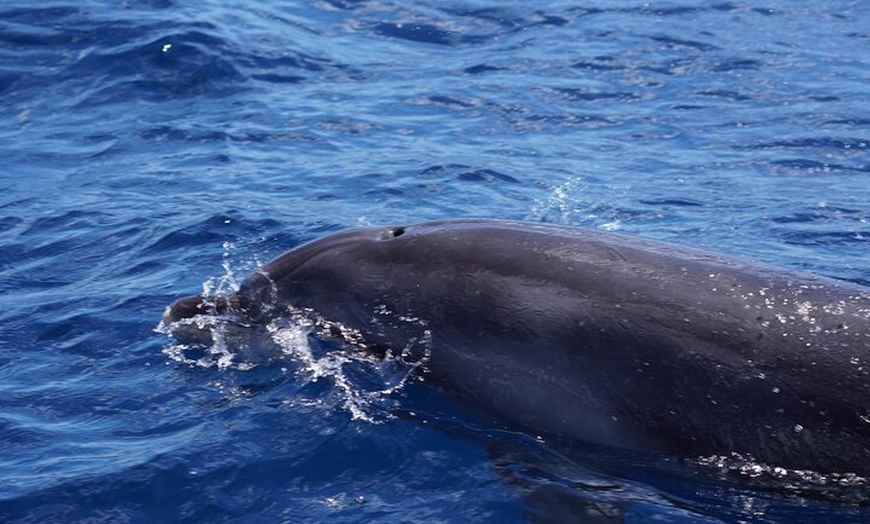 Image 9: Observación de delfines en un pequeño grupo en un barco híbrido sil...