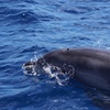 Image 9: Observación de delfines en un pequeño grupo en un barco híbrido sil...