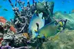 Experience Peanut Island Adventures with Go Pro - Second Medium
