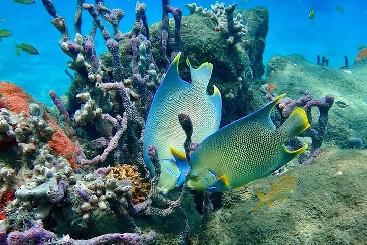 Experience Peanut Island Adventures with Go Pro