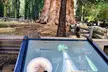 Giant Sequoia National Park Private Day Tour from Los Angeles - Second Medium