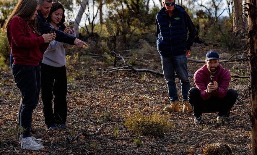 Image 15: Australian Animal Night Safari